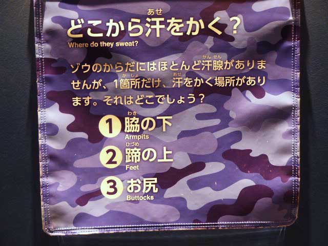 クイズ：牙が大きいのは