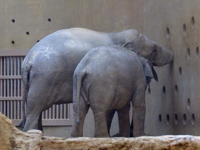 穴の奥まで鼻を入れるパール