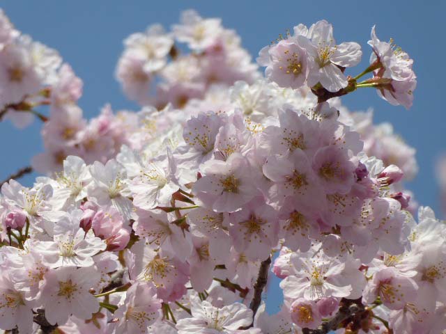 千島桜