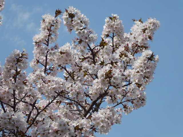 千島桜