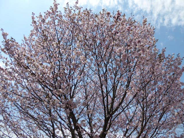 千島桜