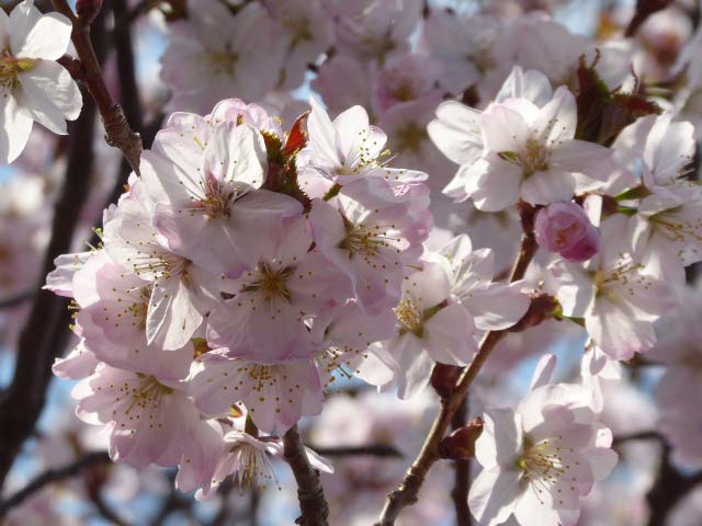 千島桜