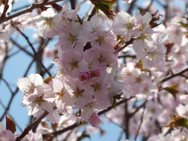 千島桜