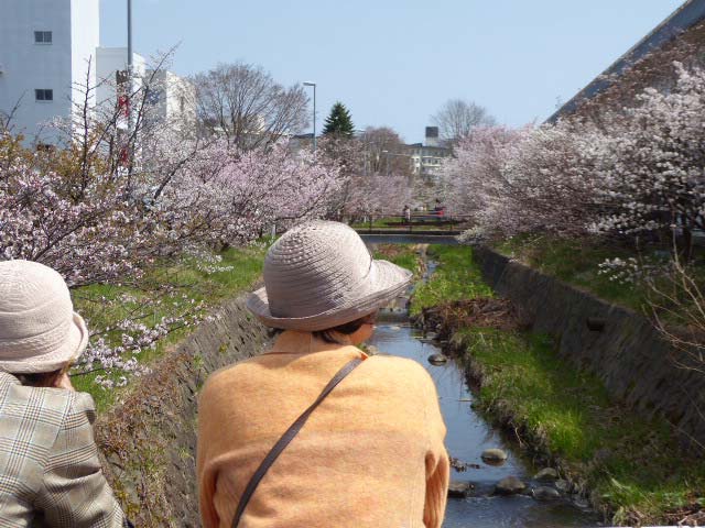 千島桜