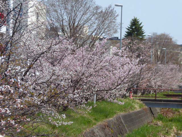 千島桜