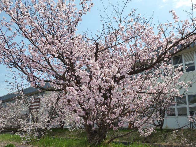 千島桜