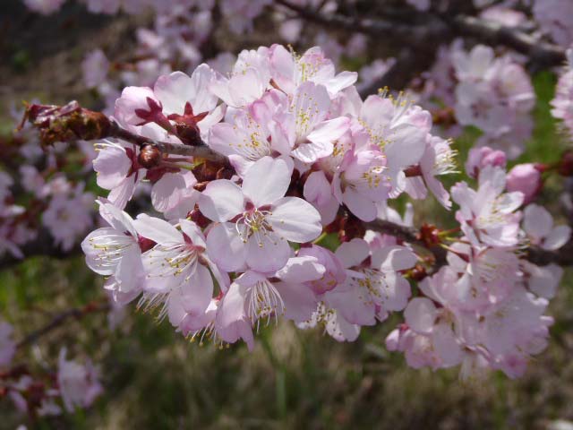 千島桜