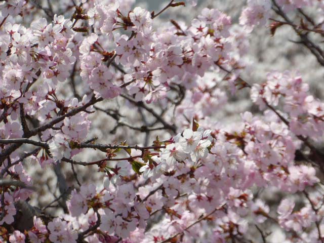 千島桜