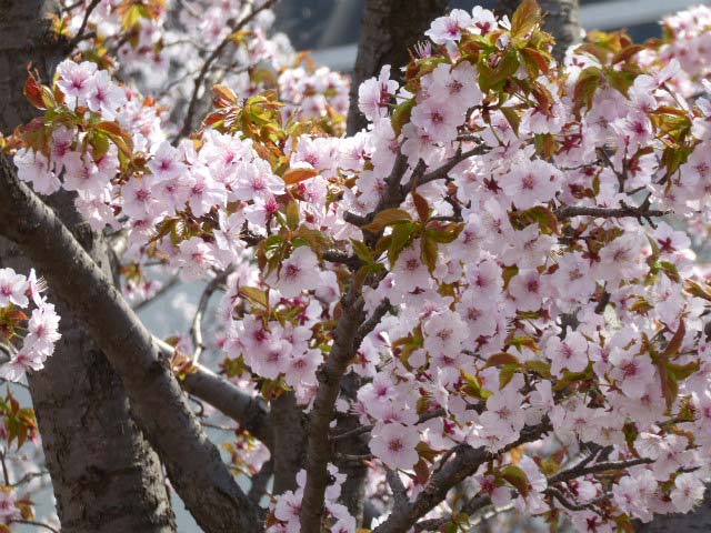 千島桜