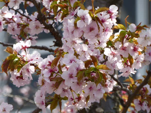 千島桜