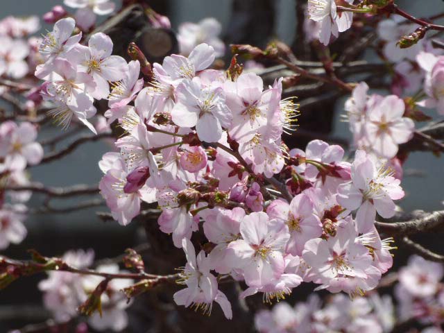 千島桜