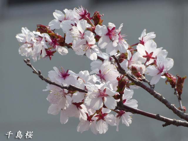 千島桜