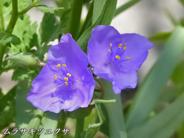 札幌、6月に咲く花