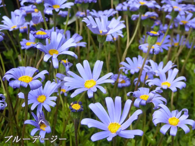 札幌、6月に咲く花