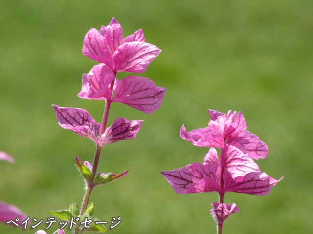 札幌、6月に咲く花