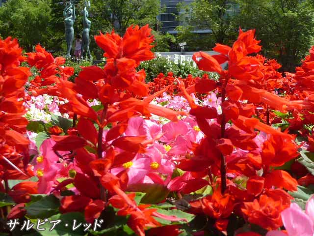 札幌、6月に咲く花