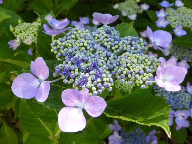 札幌、7月に咲く花