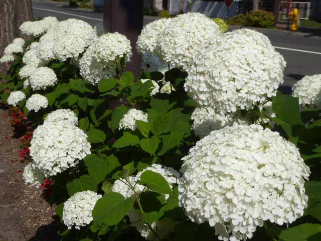 札幌、7月に咲く花