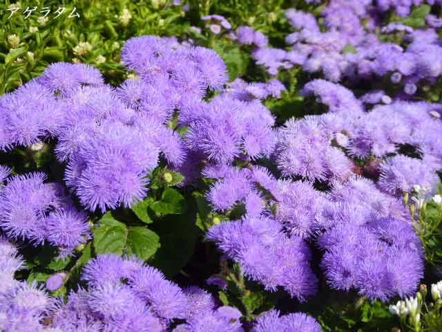 札幌、7月に咲く花