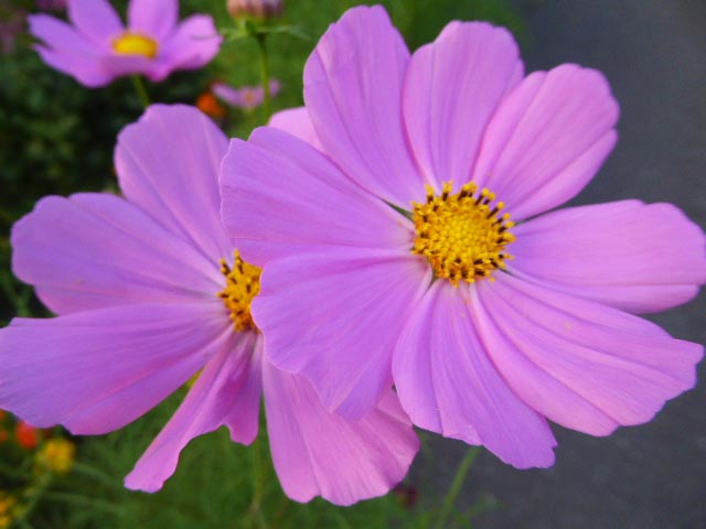 札幌、7月に咲く花