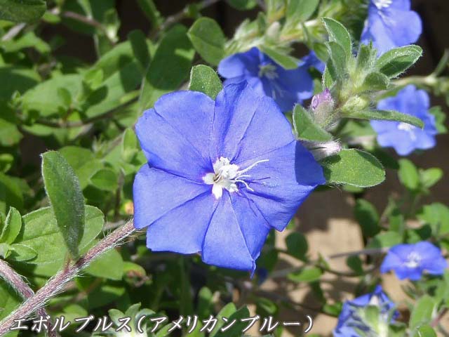 札幌、7月に咲く花