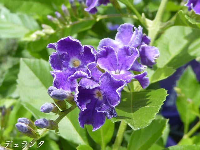 札幌、7月に咲く花