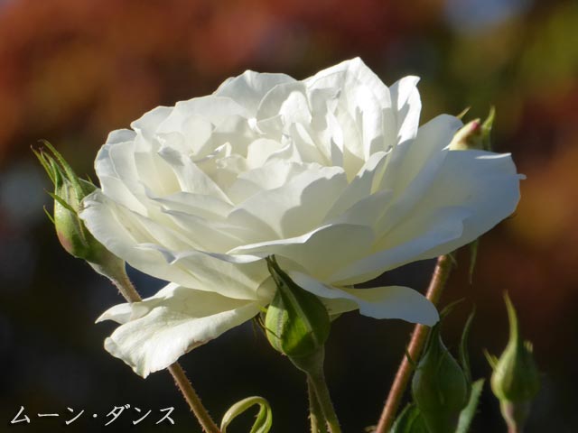 札幌は8月～10月に咲く花