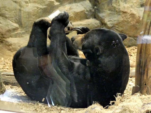 札幌円山動物園