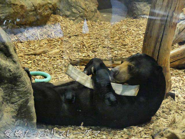 札幌円山動物園