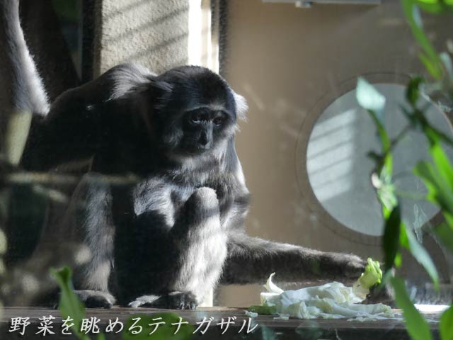 札幌円山動物園