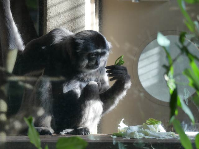 札幌円山動物園