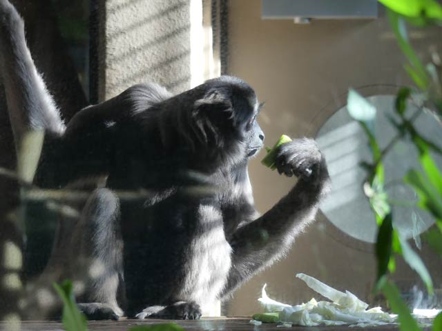 札幌円山動物園