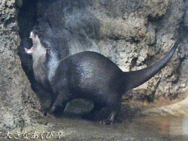 札幌円山動物園