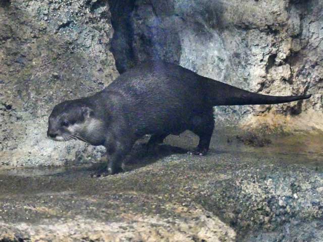 札幌円山動物園