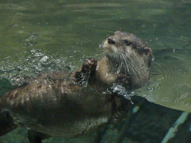 札幌円山動物園