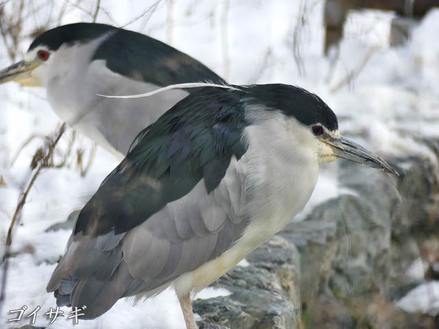 札幌円山動物園