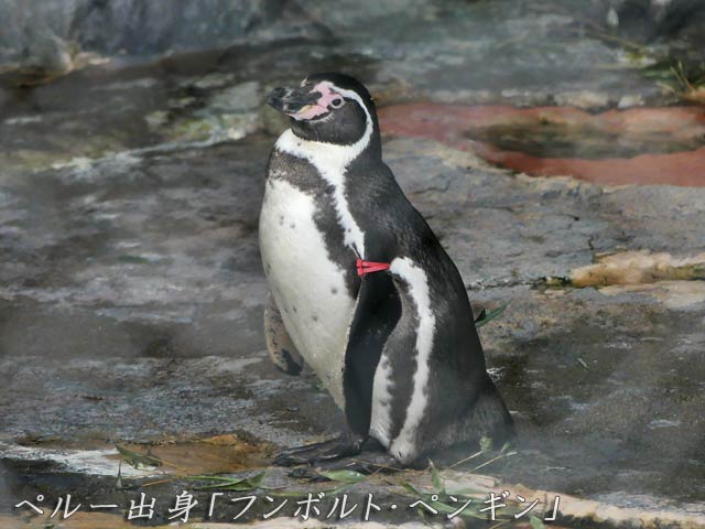 札幌円山動物園