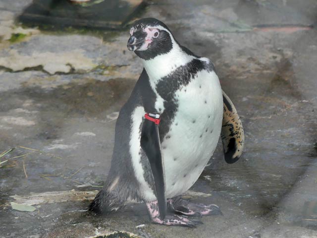 札幌円山動物園