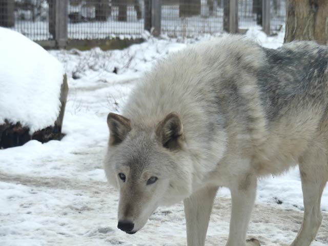 札幌円山動物園