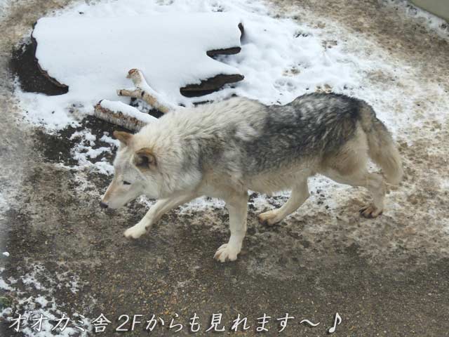 札幌円山動物園