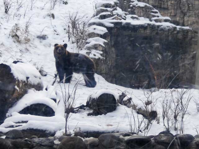 札幌円山動物園