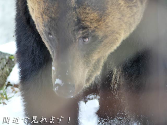 札幌円山動物園