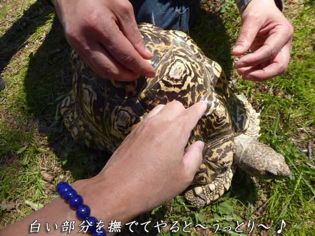 動物、昆虫