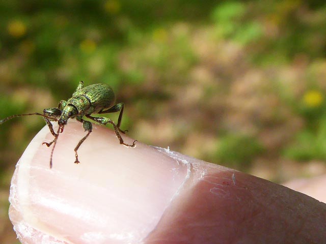 動物、昆虫