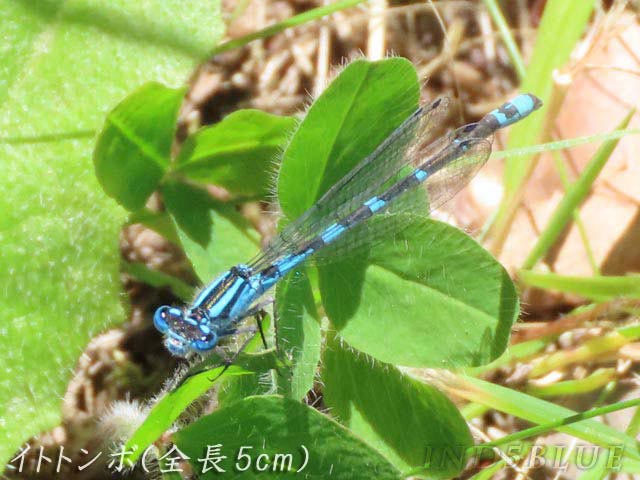 動物、昆虫