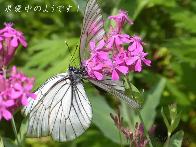 動物、昆虫