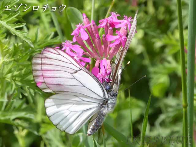 動物、昆虫