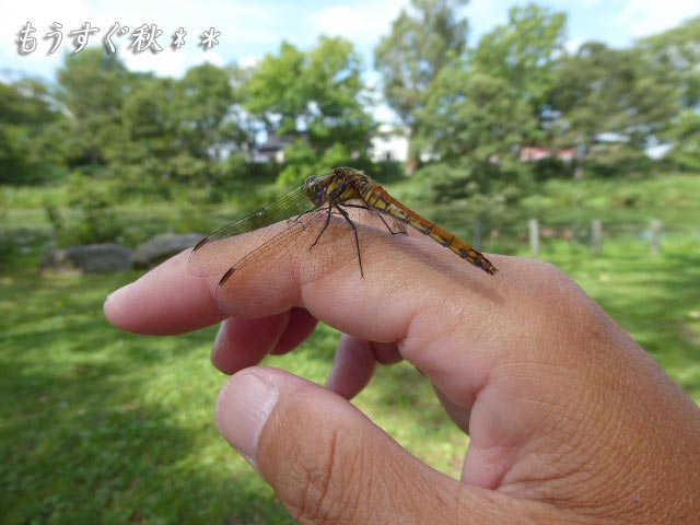 動物、昆虫