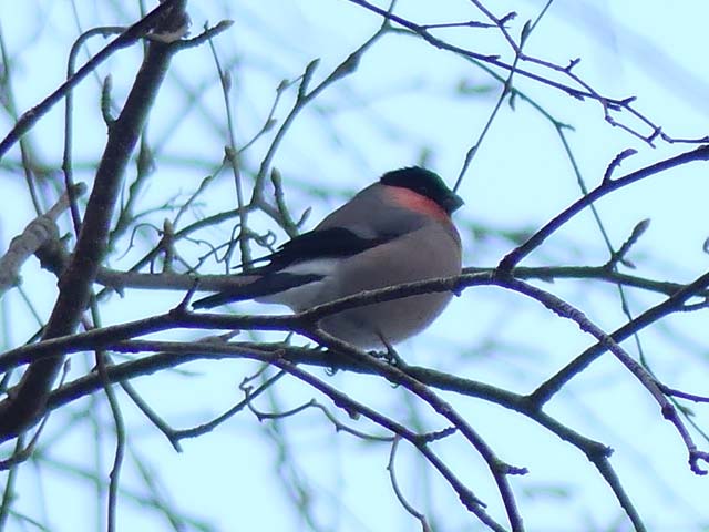 野鳥ウソ