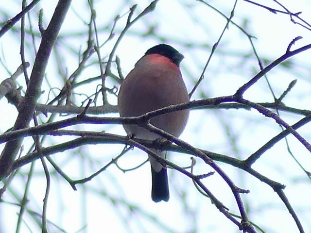 野鳥ウソ